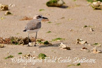 Greater Sand Plover Ishigaki Island Sun, 4/14/2019