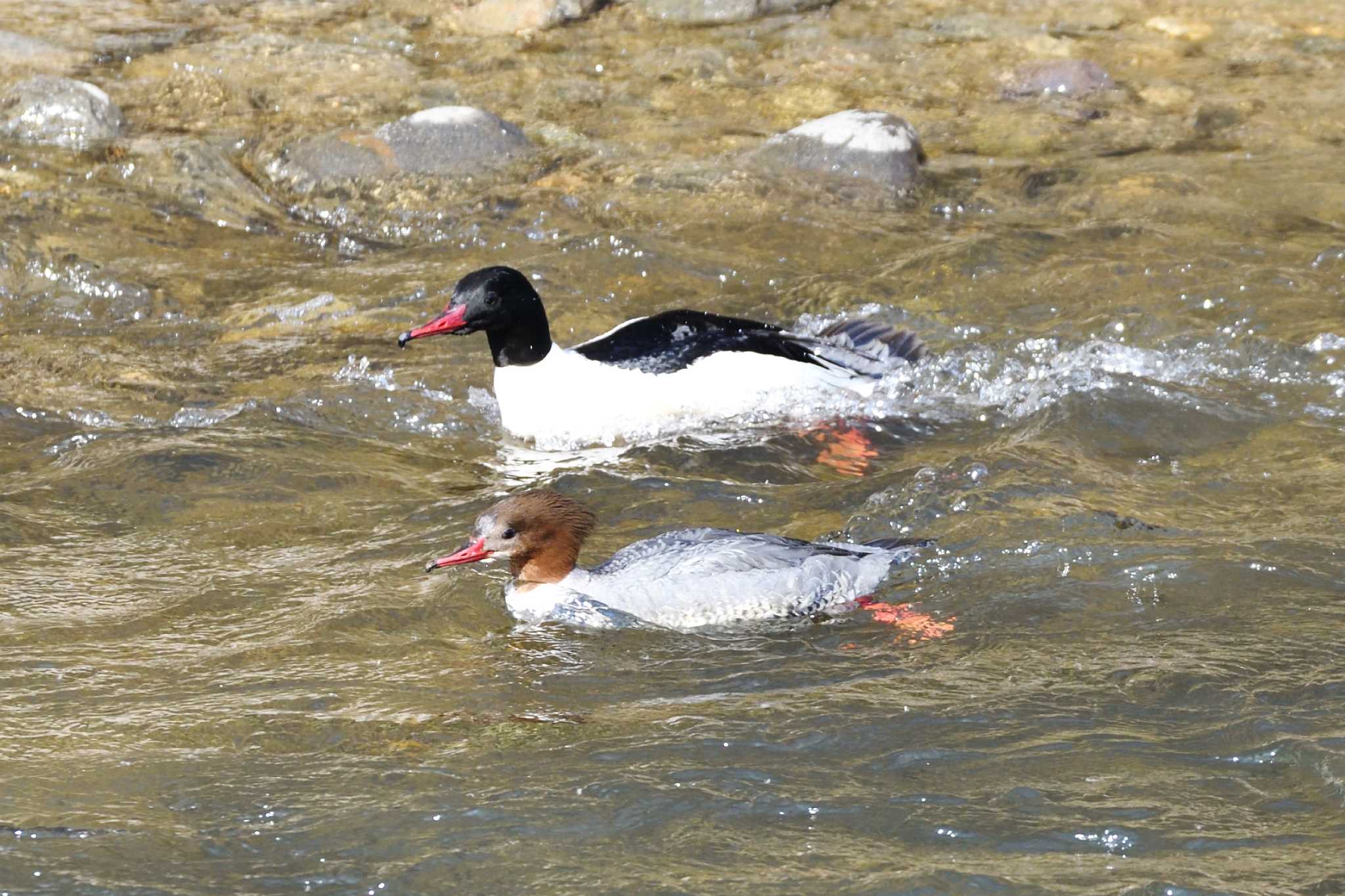 Photo of Common Merganser at 札幌市 by mike2475