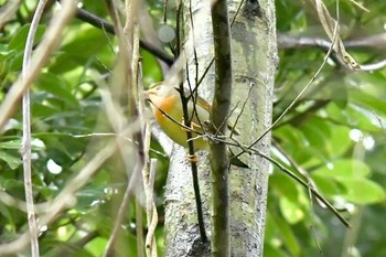 ソウシチョウ 福岡県宮若市 2019年4月14日(日)