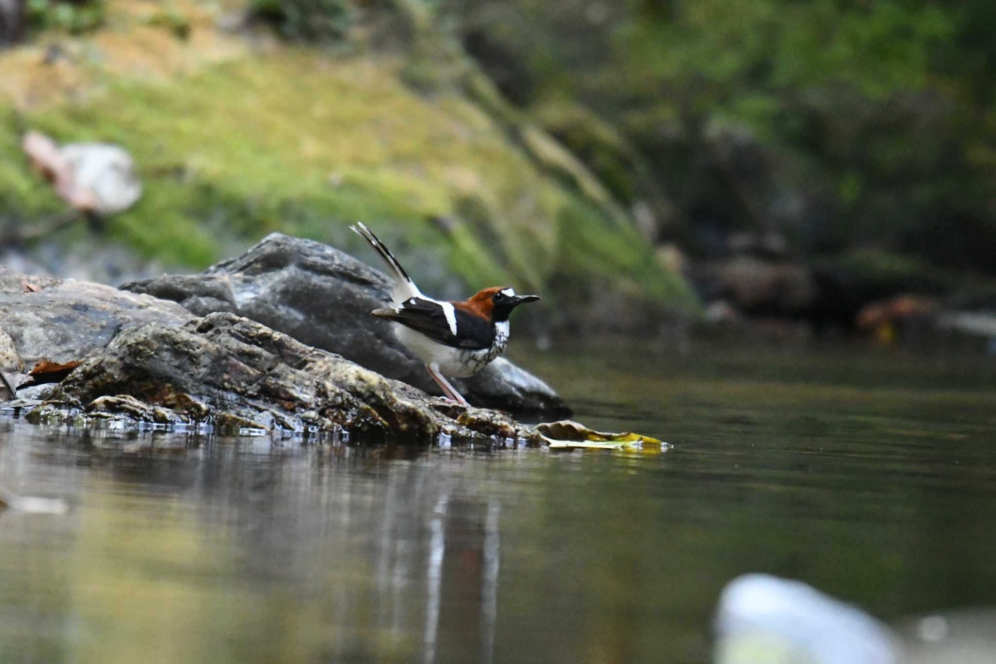 Chestnut-naped Forktail