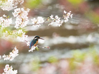 カワセミ 場所が不明 2019年4月14日(日)