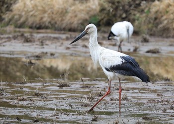 コウノトリ 場所が不明 2019年3月11日(月)