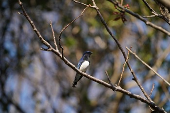 オオルリ 東京都多摩地域 2019年4月13日(土)