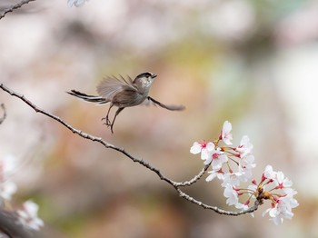 エナガ 場所が不明 2019年4月14日(日)