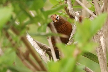 ガビチョウ 三ツ池公園(横浜市鶴見区) 2019年4月12日(金)