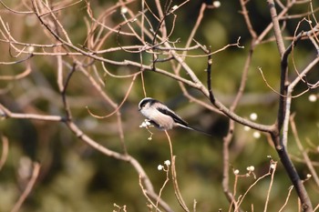 2018年1月21日(日) 小石川植物園の野鳥観察記録