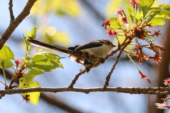 2019年4月15日(月) 三ツ池公園(横浜市鶴見区)の野鳥観察記録