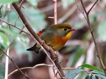 ソウシチョウ 兵庫県宝塚市 2019年3月23日(土)