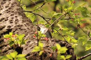 ツグミ 三ツ池公園(横浜市鶴見区) 2019年4月15日(月)