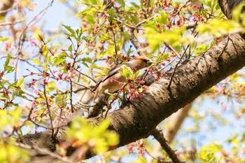 シメ 三ツ池公園(横浜市鶴見区) 2019年4月15日(月)