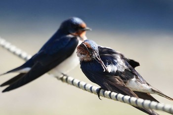 Barn Swallow 多々良沼 Mon, 4/15/2019