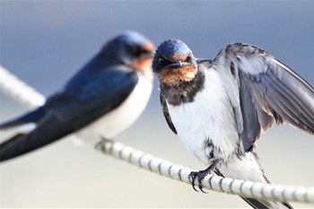 Barn Swallow 多々良沼 Mon, 4/15/2019