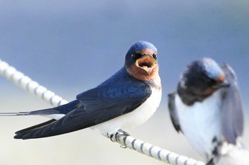 ツバメ 多々良沼 2019年4月15日(月)