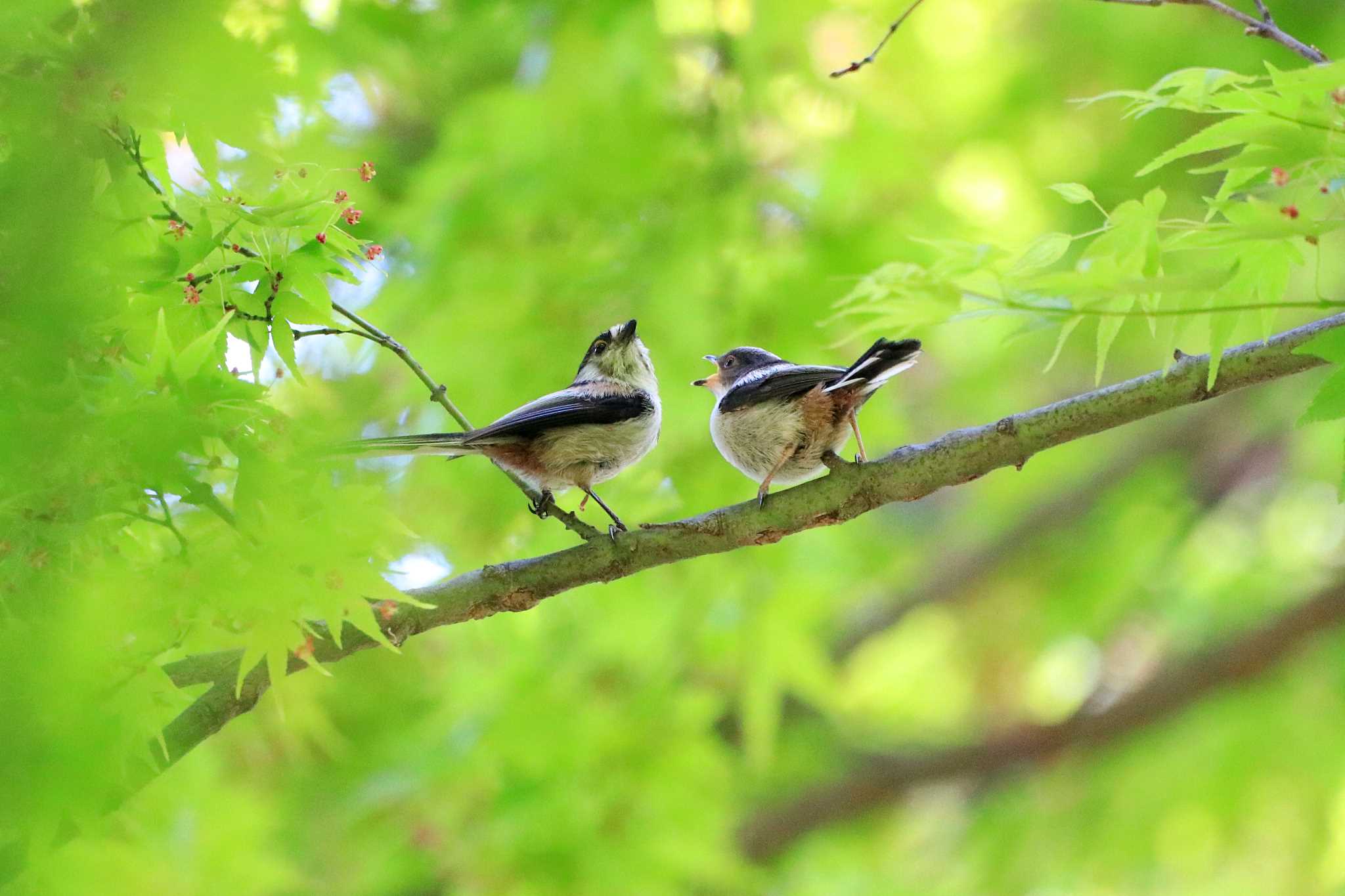 井の頭恩賜公園 エナガの写真 by とみやん