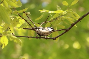 シジュウカラ 三ツ池公園(横浜市鶴見区) 2019年4月15日(月)