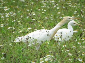 Eastern Cattle Egret Yonaguni Island Sat, 3/23/2019