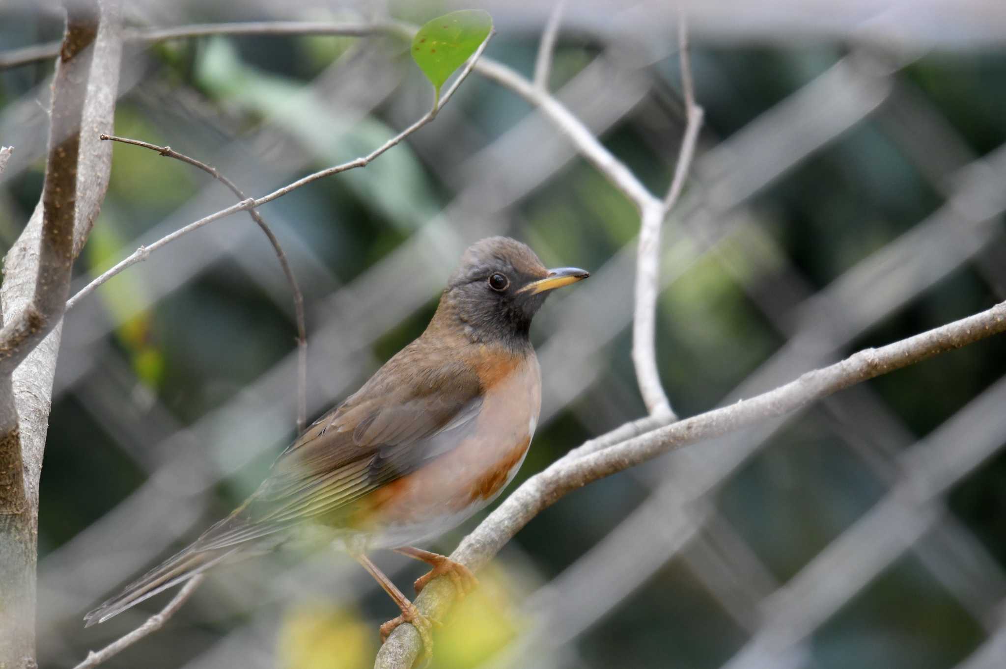 Brown-headed Thrush