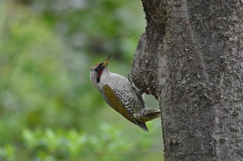 アオゲラ 砧公園 2019年4月14日(日)