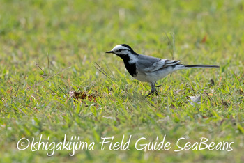 White Wagtail(ocularis) Ishigaki Island Mon, 4/15/2019