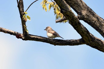 2019年4月15日(月) 加木屋緑地の野鳥観察記録