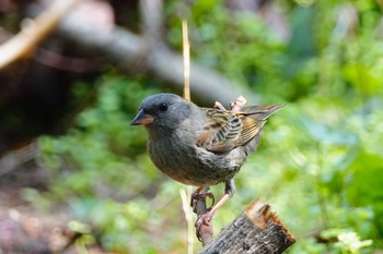 2019年4月15日(月) 水元公園の野鳥観察記録