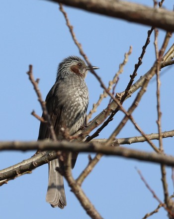 Brown-eared Bulbul 平城宮跡 Tue, 2/26/2019