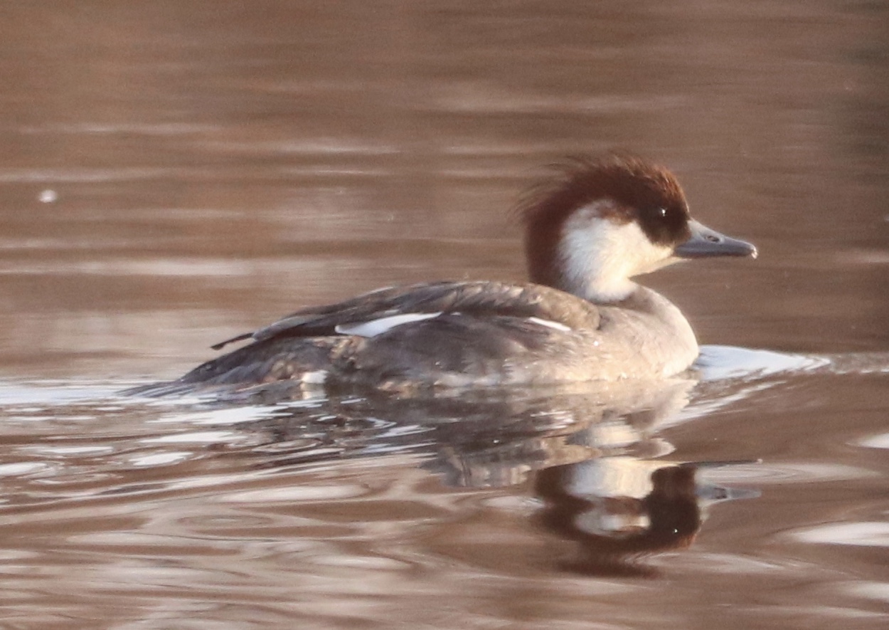 Photo of Smew at 平城宮跡 by 鳥オヤジ