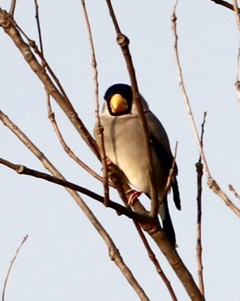 Japanese Grosbeak 平城宮跡 Tue, 3/5/2019