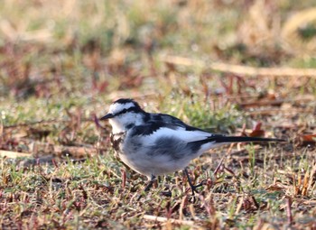 White Wagtail 平城宮跡 Tue, 3/5/2019