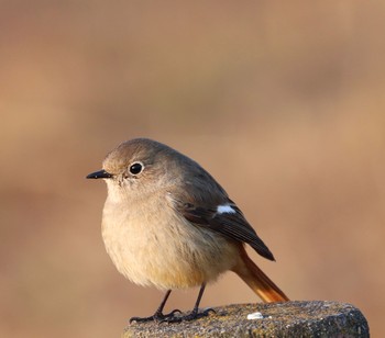 Daurian Redstart 平城宮跡 Tue, 3/5/2019