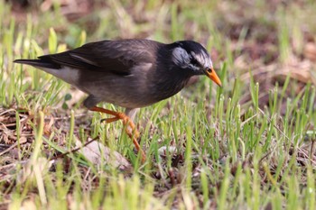 White-cheeked Starling 平城宮跡 Tue, 3/5/2019