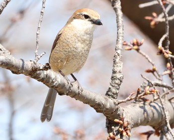 モズ 秋篠川沿の薬師寺近く 2019年3月26日(火)