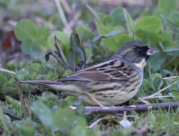 Masked Bunting 平城宮跡 Sun, 3/31/2019