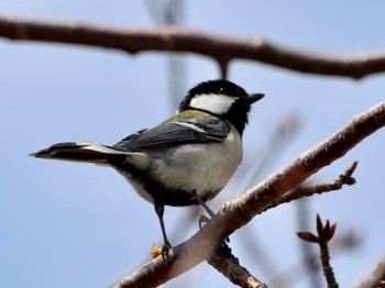 シジュウカラ 馬見丘陵公園 2019年4月2日(火)