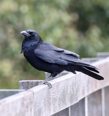 Carrion Crow 馬見丘陵公園 Tue, 4/2/2019