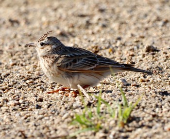 Eurasian Skylark 平城宮跡 Sun, 3/31/2019