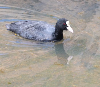 オオバン 馬見丘陵公園 2019年3月26日(火)