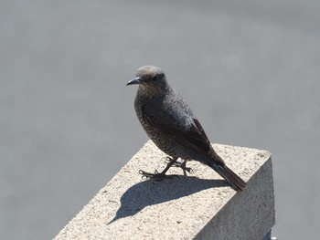 Blue Rock Thrush キッチン Tue, 4/16/2019