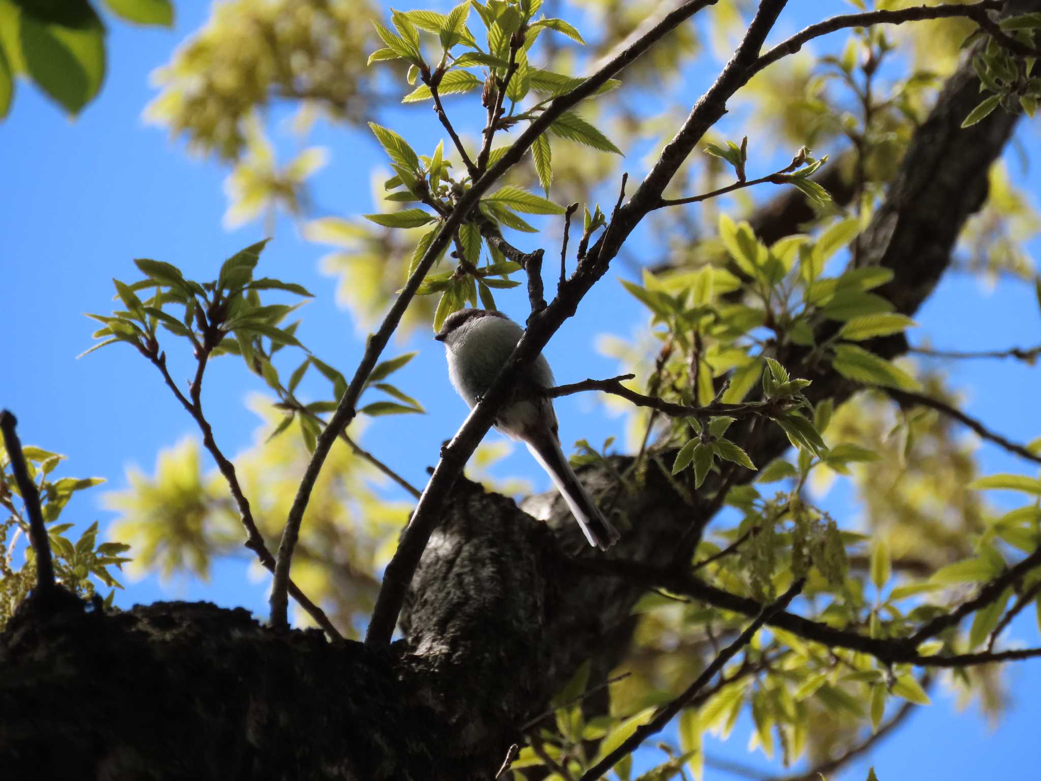 Photo of Long-tailed Tit at 厚木七沢森林公園 by 八･八