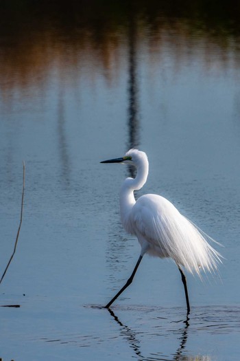 Great Egret(modesta)  山口県下関市 Sat, 4/13/2019