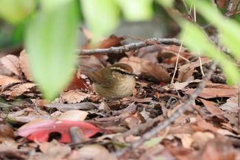 ヤブサメ 大阪城公園 2019年4月12日(金)