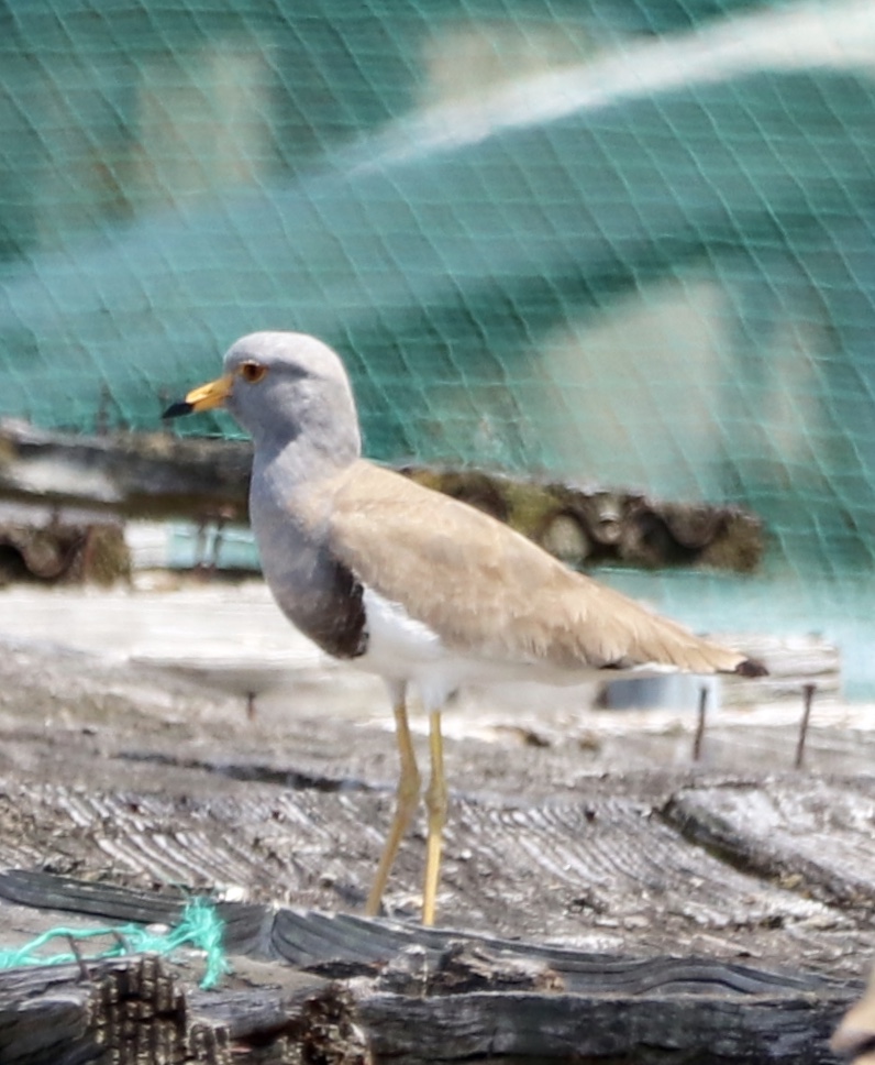 秋篠川沿の大宮通り付近 ケリの写真 by 鳥オヤジ