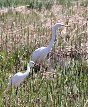 Great Egret 平城宮跡 Tue, 4/16/2019