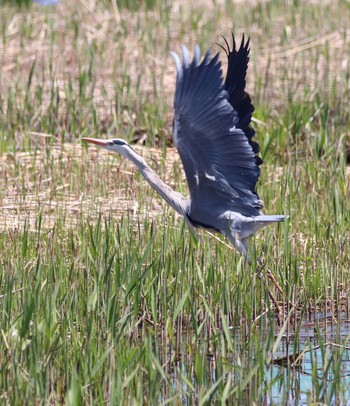 Grey Heron 平城宮跡 Tue, 4/16/2019