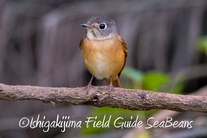 Photo of Ferruginous Flycatcher at Ishigaki Island by 石垣島バードウオッチングガイドSeaBeans