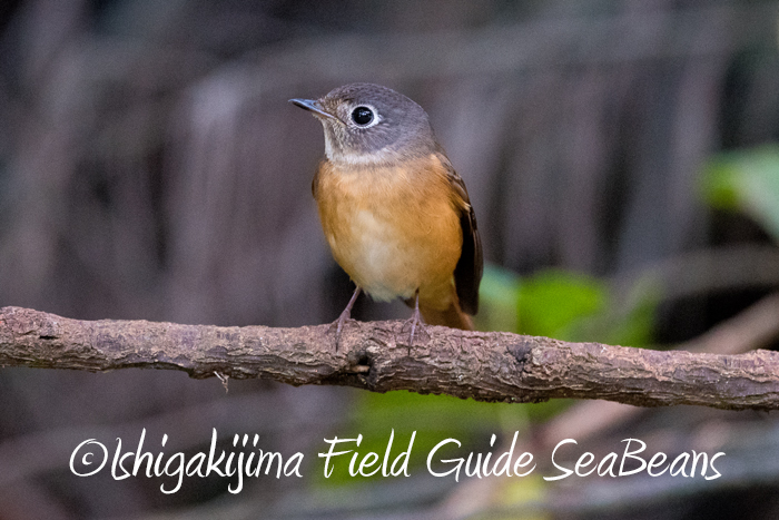 Photo of Ferruginous Flycatcher at Ishigaki Island by 石垣島バードウオッチングガイドSeaBeans