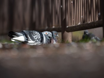 カワラバト 場所が不明 2019年4月15日(月)