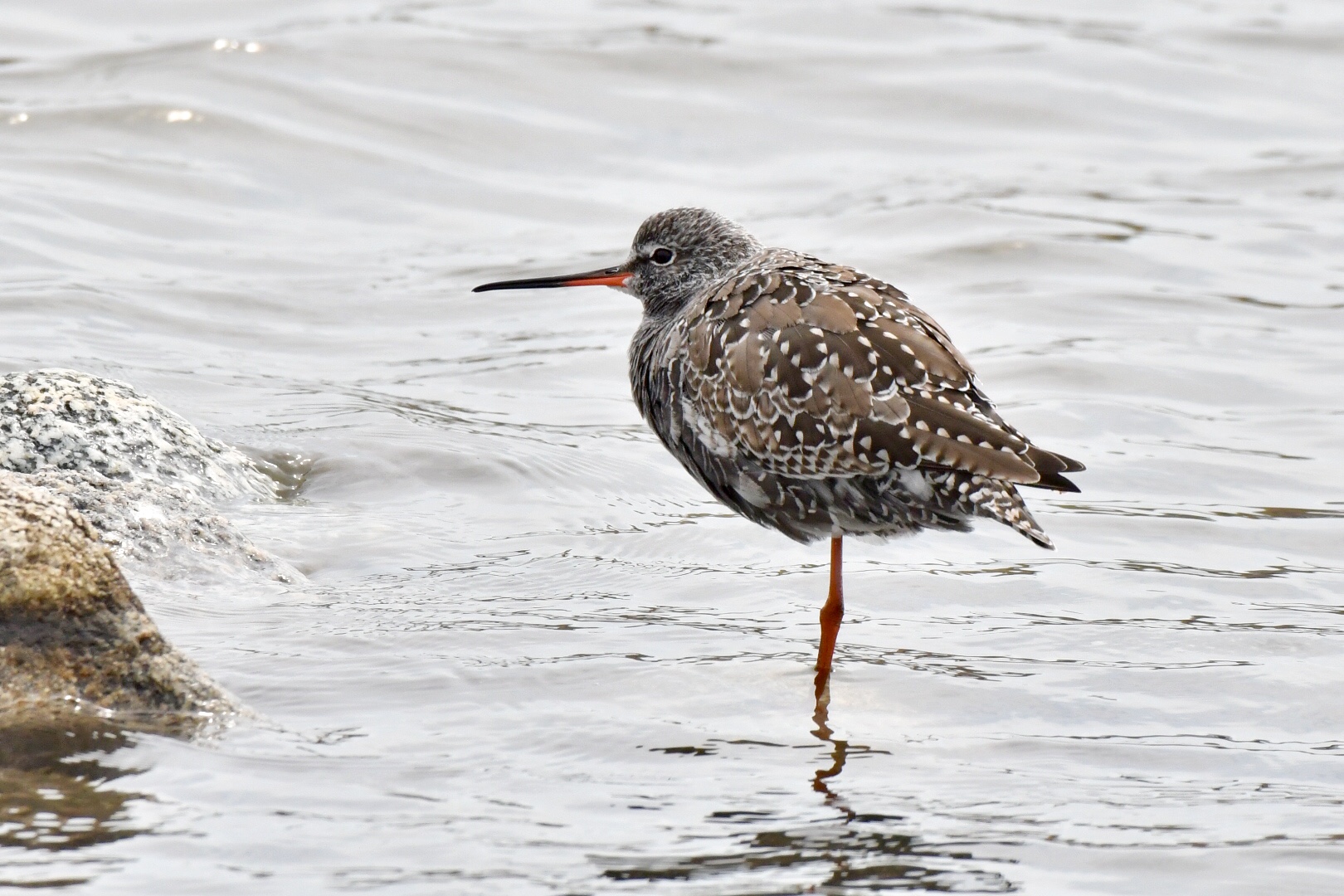 Photo of Spotted Redshank at Gonushi Pond by 倶利伽羅