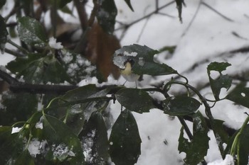 2018年1月23日(火) 明治神宮の野鳥観察記録