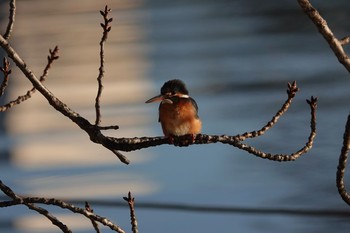 2018年1月23日(火) 不忍池(上野恩賜公園)の野鳥観察記録